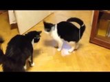 Cat Can't Stop Chasing Its Tail
