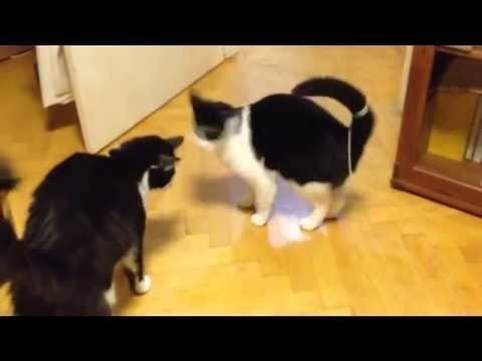 Cat Can't Stop Chasing Its Tail