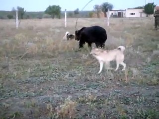 ЗСЛ Вайна и ЗСЛ Верный - работа по медведю