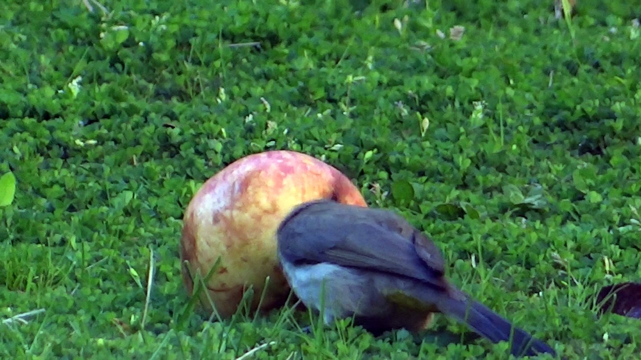 Beautiful Bird eating apple Neelum Valley Kutton Azad Kashmir Pakistan ...