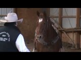 roping cow horse