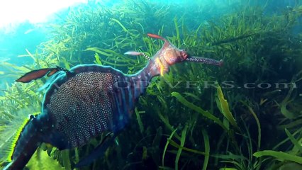 The Weedy Sea Dragon - Giant Sea Horse