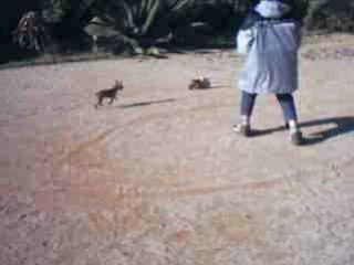 Coyote n'aime pas les motos