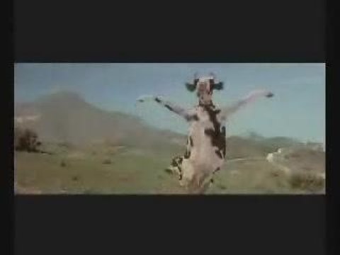 video comique -attaque de vache