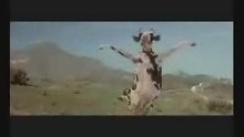 video comique -attaque de vache
