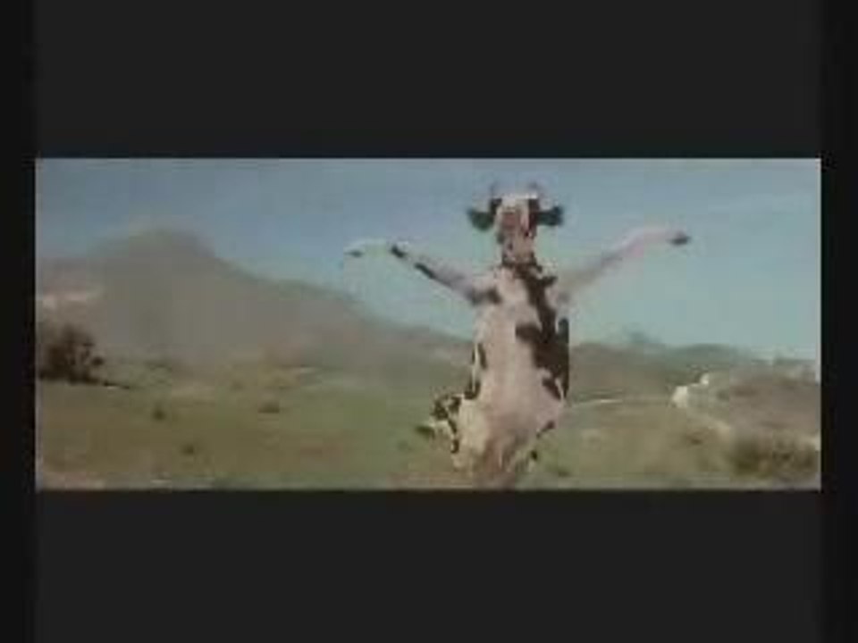 video comique -attaque de vache