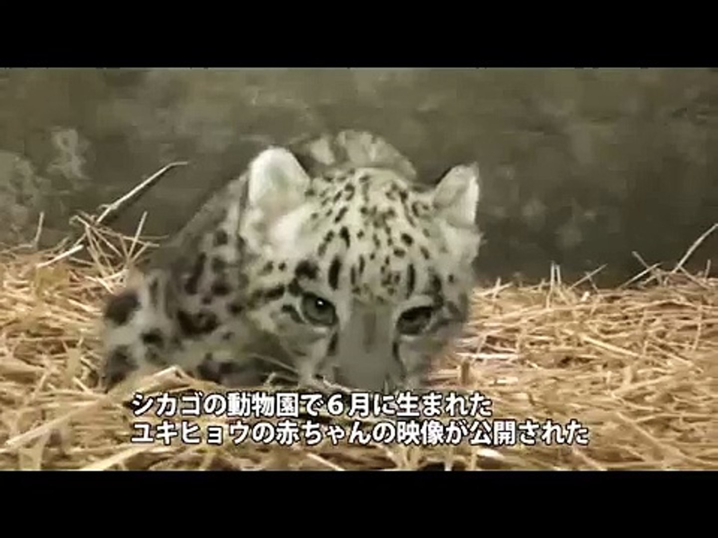 かわいすぎるユキヒョウの赤ちゃん Snow Leopard S Baby Video Dailymotion