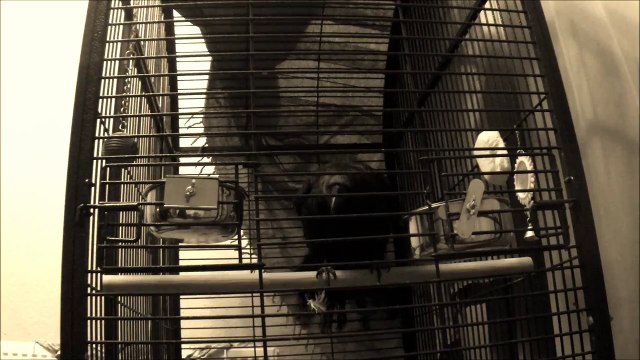 Eric the Crow: The Raven by Edgar Allan Poe