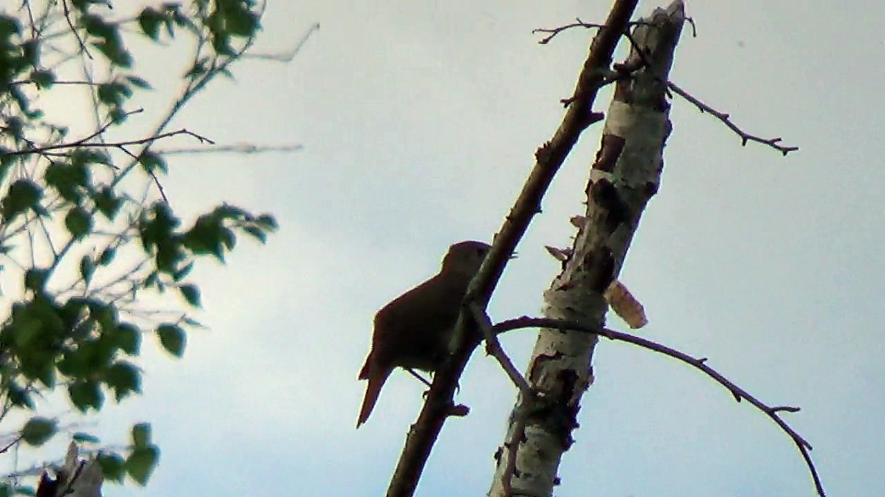 singing bird