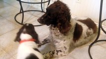 Guilty springer spaniel and puppy!