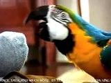 Birds sing, dance, talk and much more