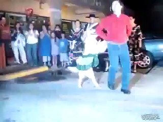 Perro Bailando Merengue