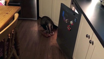 Un blaireau rentre dans la cuisine et commence à tout manger dans le frigo..