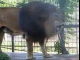 IEAS - Samson, a male lion, roars! - [www.bigcat.org]