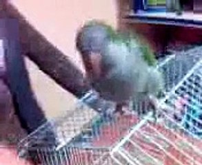 Pappagallo, talking parrot che dice ciccione, conta e canta