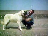 Kurdish KANGAL vs.American Pitbull Terrier Dog Fight 2008