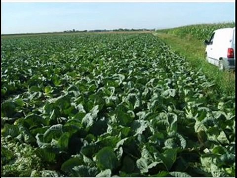 Śmieszne rozmowy telefoniczne; Dostawa kapuchy na bigos!!!