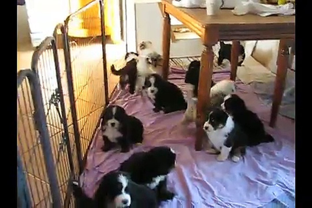 Portées 2015 - Bouvier Bernois et Berger Australiens 1 mois