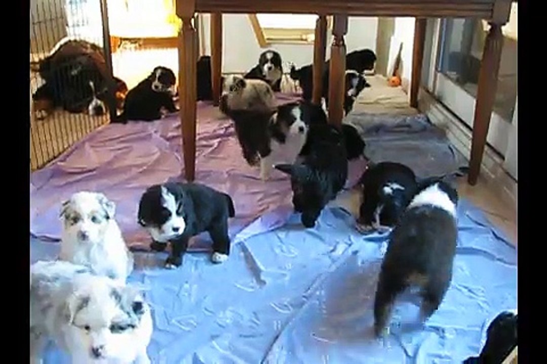 Portées 2015 - Bouvier Bernois et Berger Australiens 1 mois