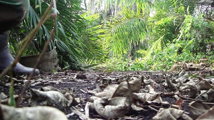 Ops WAK : Operasi Menjerat Wak Wak