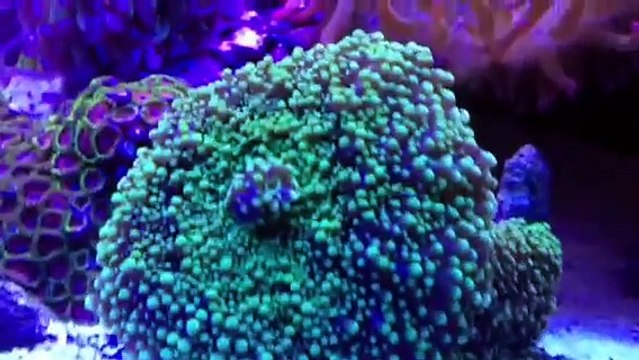 Beautiful, Rare 20 gallon long Nano Reef tank