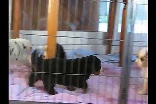 Portées 2015 - Bouvier Bernois et Berger Australiens 1 mois