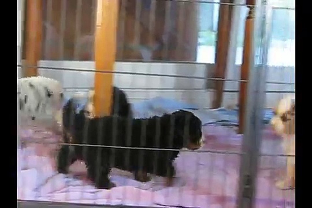 Portées 2015 - Bouvier Bernois et Berger Australiens 1 mois