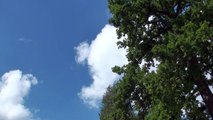 Bearded holographic FACE in the CLOUDS behind symbolic TREE of LIFE ?