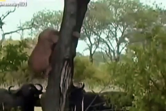lion is killed by groups of buffalos | Must watch