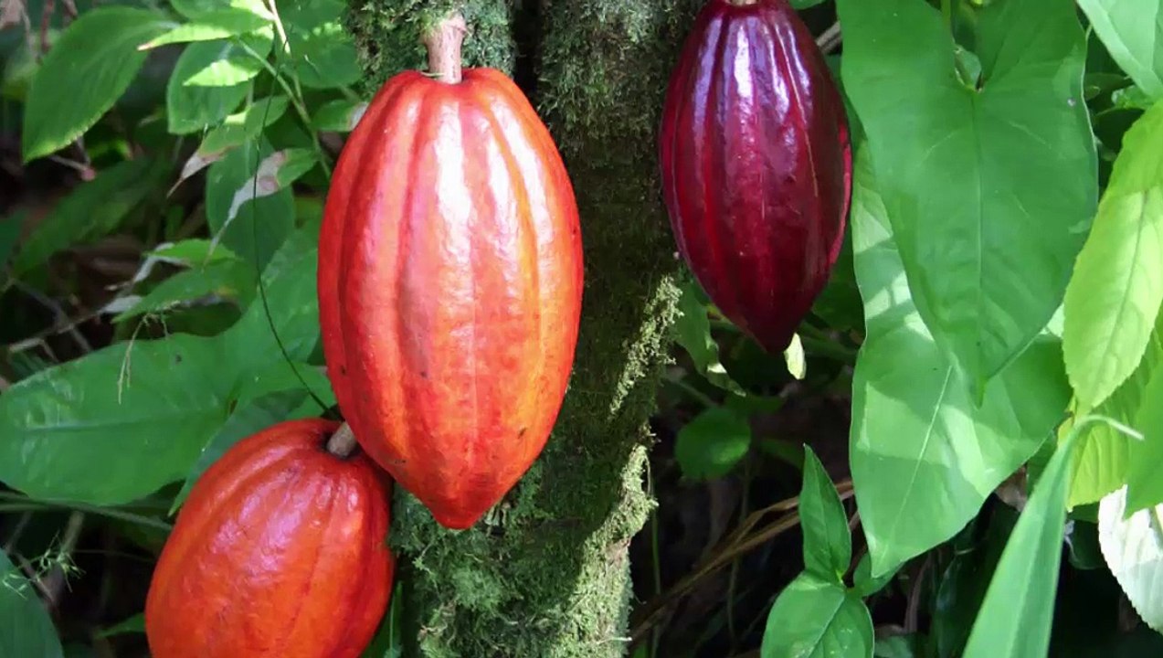 Largest Cocoa Beans Producer in Ghana