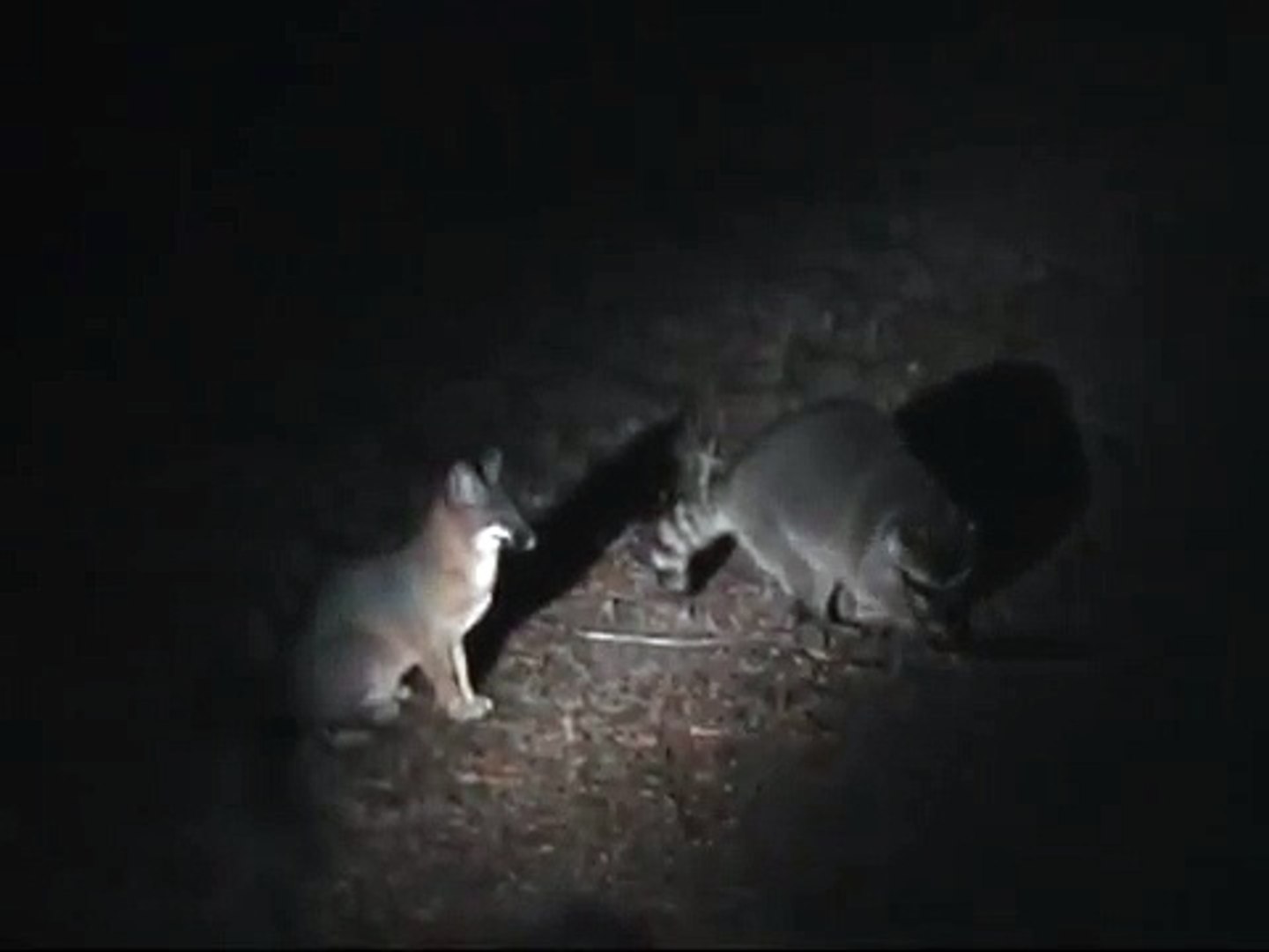 Night Feeders - Foxes & Raccoon