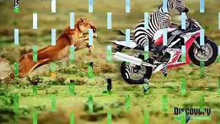Zebra Killed Lion and Eat