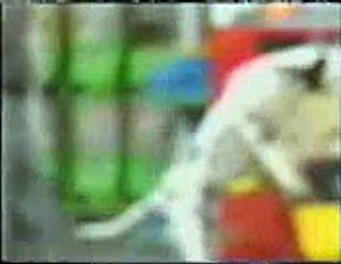 funny clips by dog on the cycle..[Masha Allah mobile Taunsa 03336466861