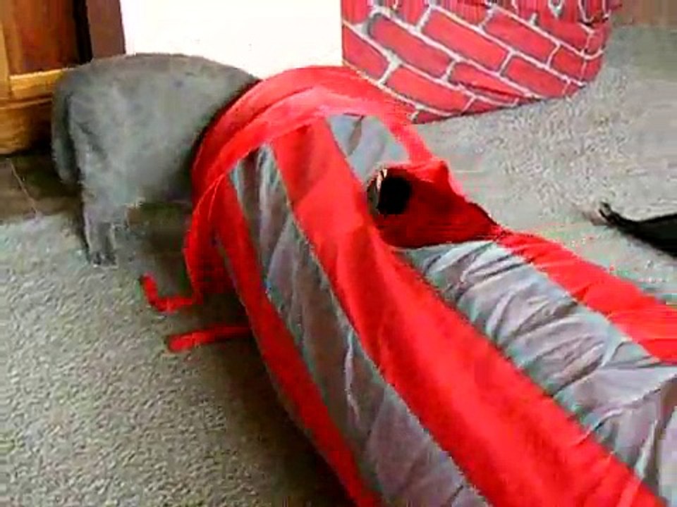 Child's Play Kitten Style