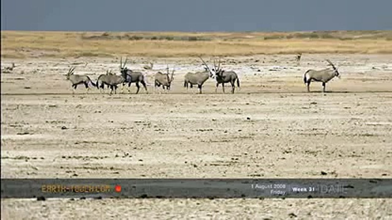 Oryx family heads to waterhole