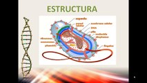 Microorganismos en los alimentos