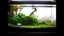 15 Gallon Planted Tank: 