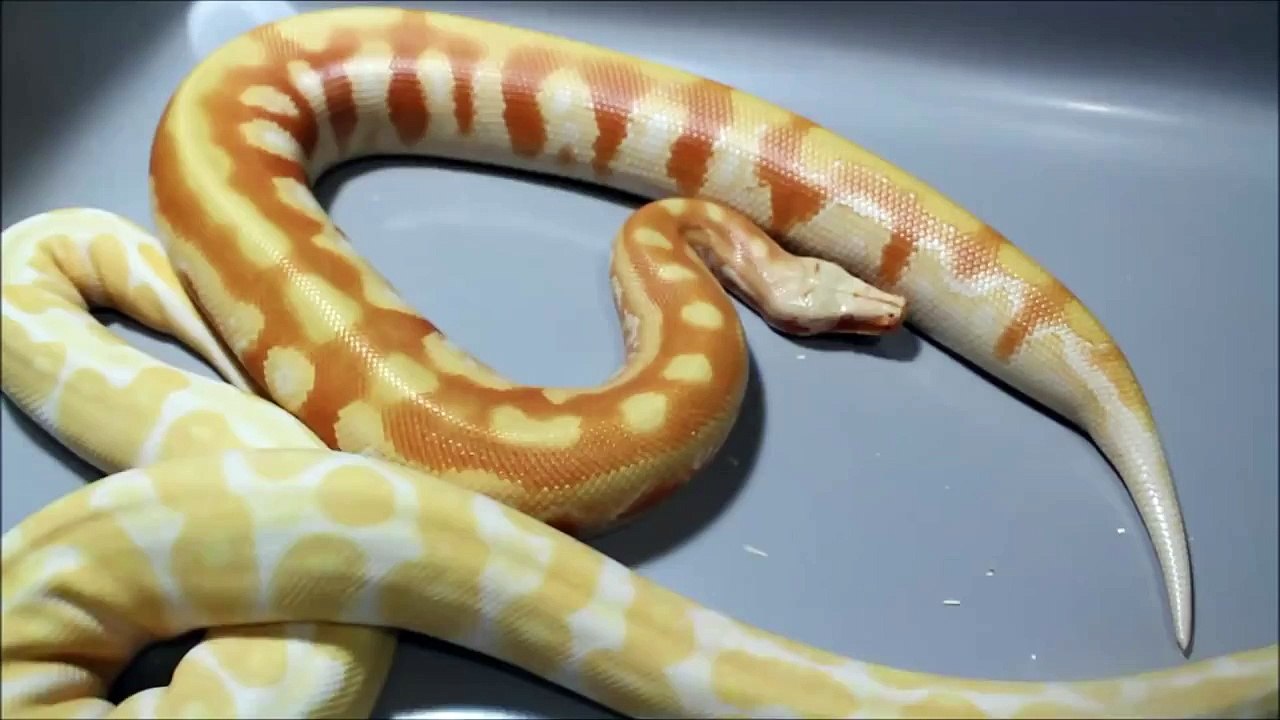 Similar Genetic Mutations in Blood and Ball Pythons