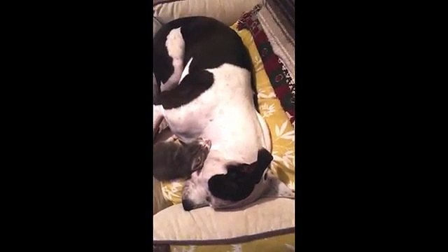 Ce pitbull à trois pattes prend admirablement soin de petits chatons !