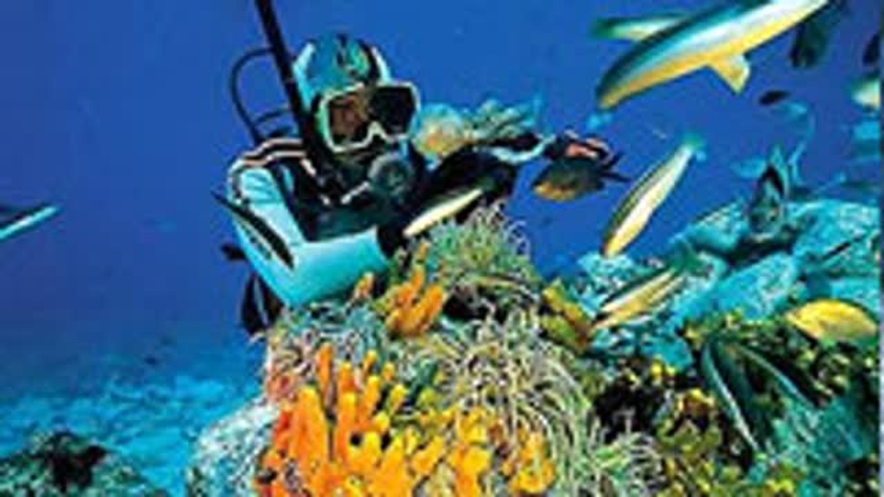 Apnoe- und Gerätetauchen: Faszination unter Wasser