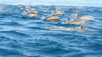 Der Delfinschwarm - ein Erlebnis