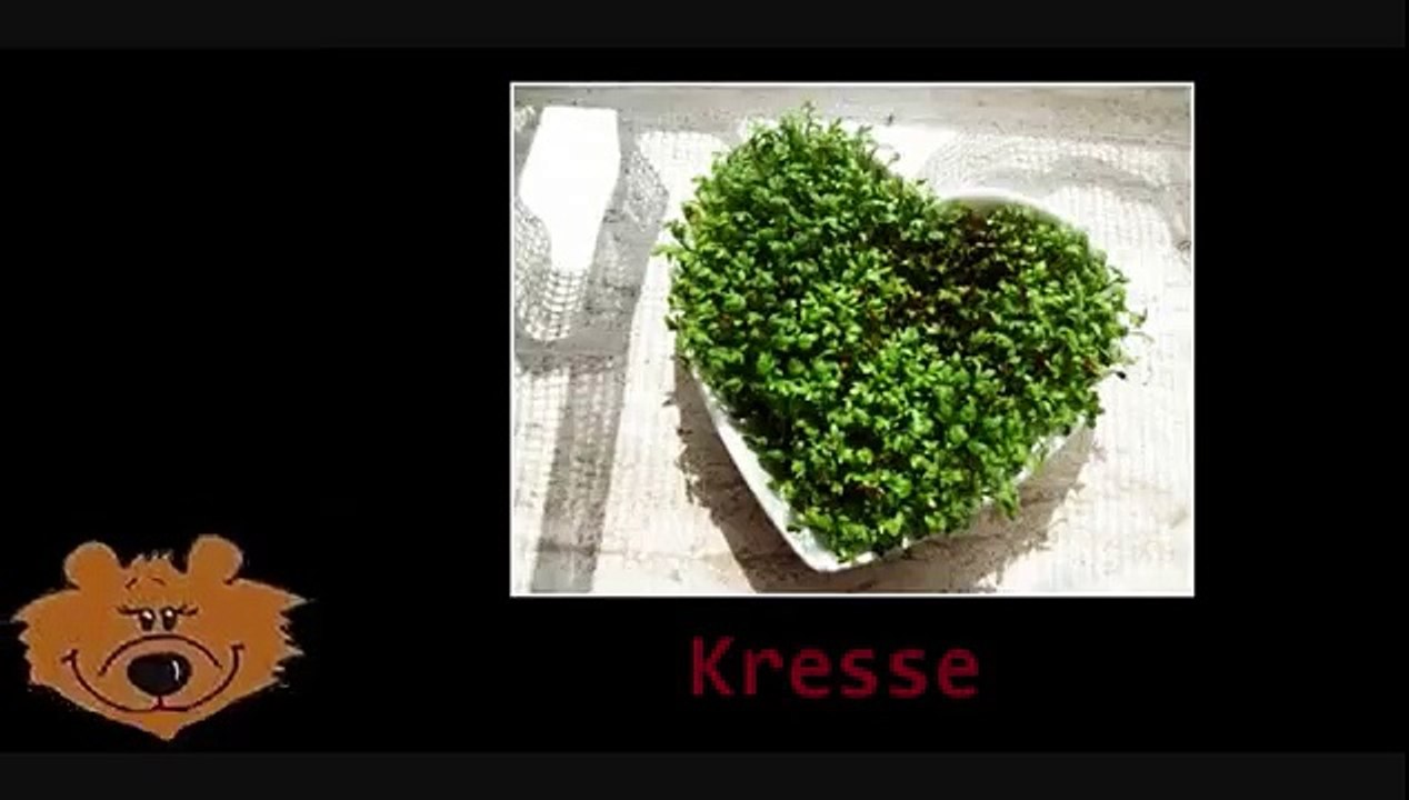 Bärklärung Kräuter Teil 2