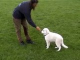 Basic clicker training 2 (clickertraining for dog, dogs)