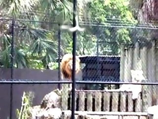 Singa Menyebut nama Allah  Lion Mentioning the name of Allah  Subhanallah