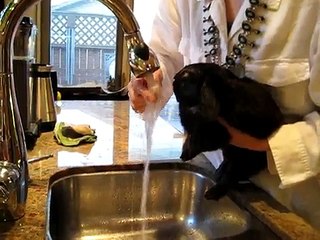 Cleaning Rabbit Eye Abcess.AVI