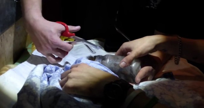 Sauvetage d'un renard avec la tête coincé dans du plastique