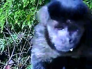 MACAQUICES DO MACACO PREGO