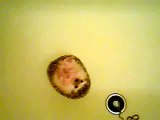 ハリネズミの入浴