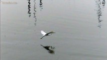 Egret flight in slow motion - UltraSlo