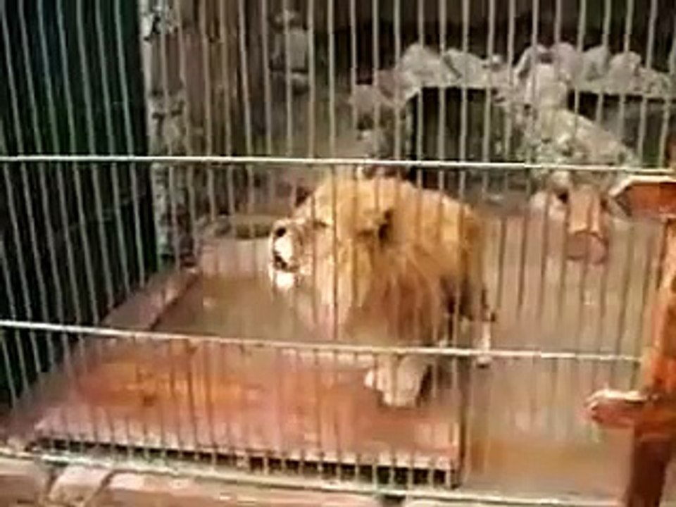 Another Lion Says AllahVery clear